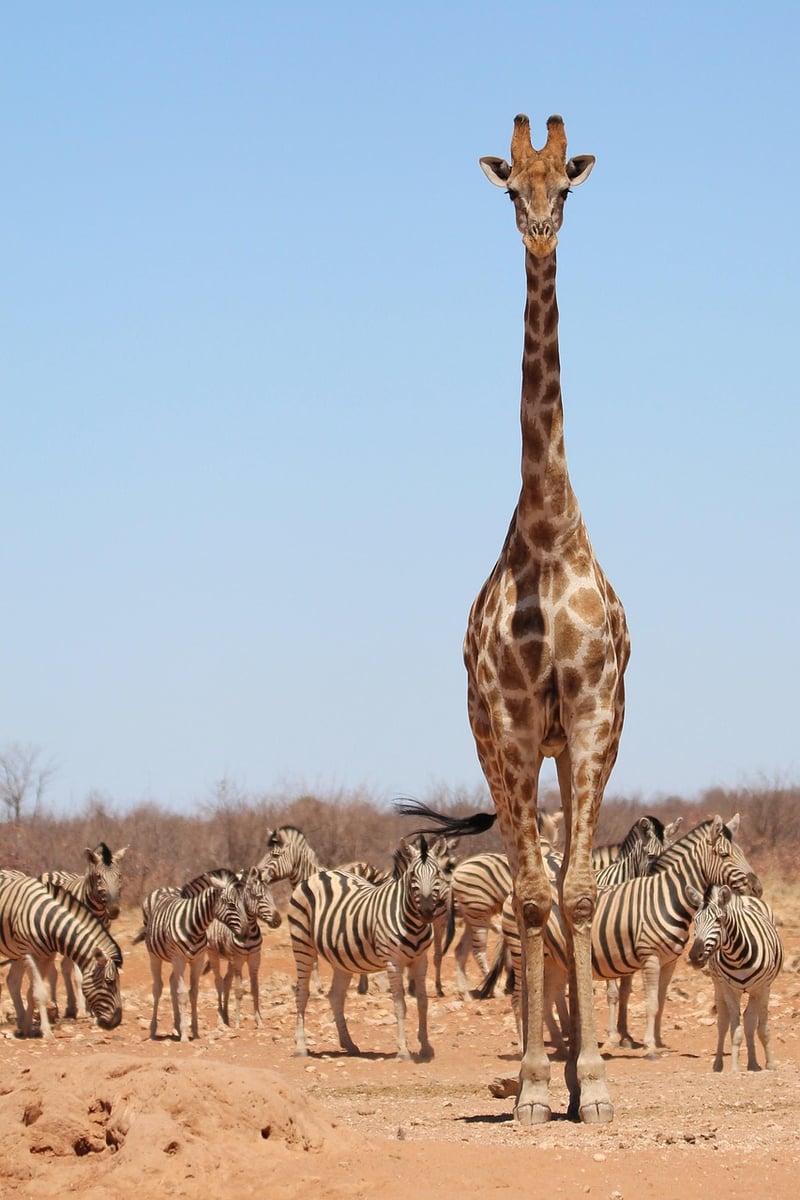 Safari Tours